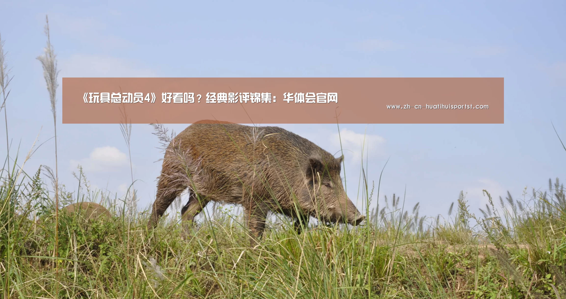 华体会